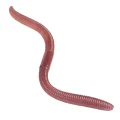 Flexible two-tone earthworm lure bent into a curved shape on a white background
