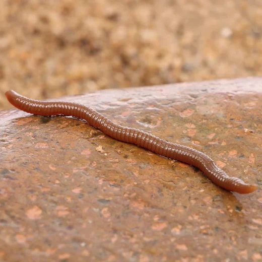 Realistic brown soft plastic worm lure displayed on a wet rock beside the water